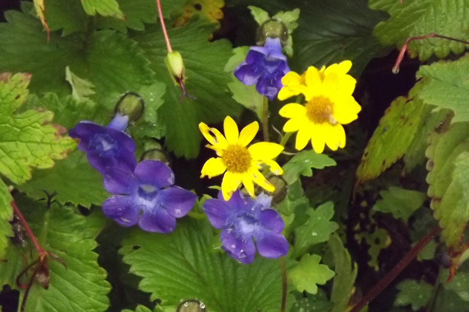 Valley Of Flowers Trek Valley Of Flowers Tour Package From Delhi